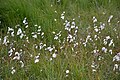 Hare's-tail cottongrass, La Bresse.