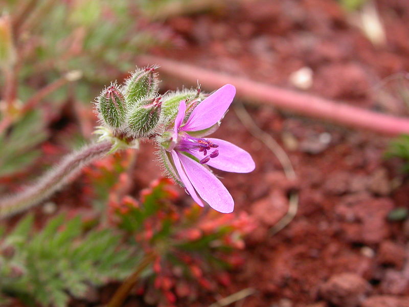 File:Erodium cicutarium (8047680006).jpg