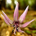 in Mount Oike of Suzuka Mountains, Japan.