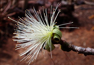 <i>Pseudobombax</i> Genus of flowering plants