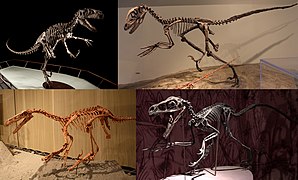 Eudromaeosauria diversity