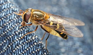 <i>Lapposyrphus lapponicus</i> Species of hover fly