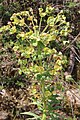 Euphorbia characias