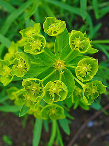 Euphorbia esula Cyathia