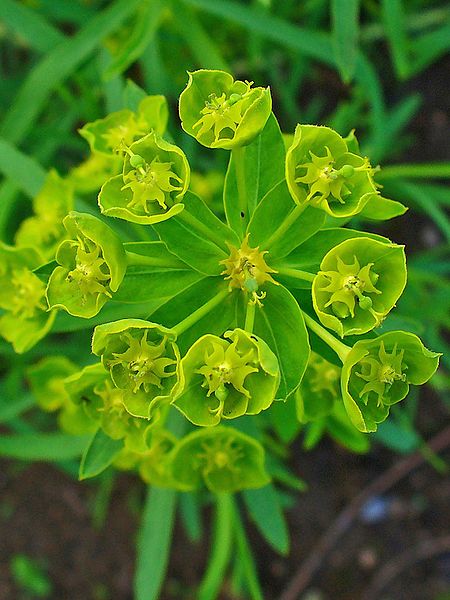 File:Euphorbia esula 002.JPG