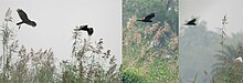 Wintering female hunting near Kolkata (West Bengal, India) Eurasian Marsh Harrier (Circus aeruginosus) in Kolkata W.jpg