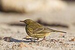 Thumbnail for European rock pipit