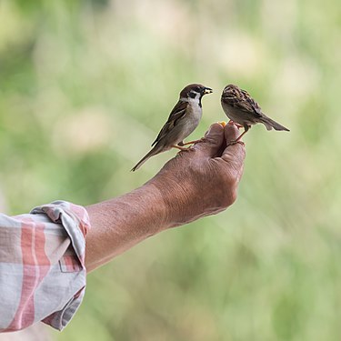 Feeding Eurasian tree sparrows from the hand in Ueno Park, Tokyo, Japan