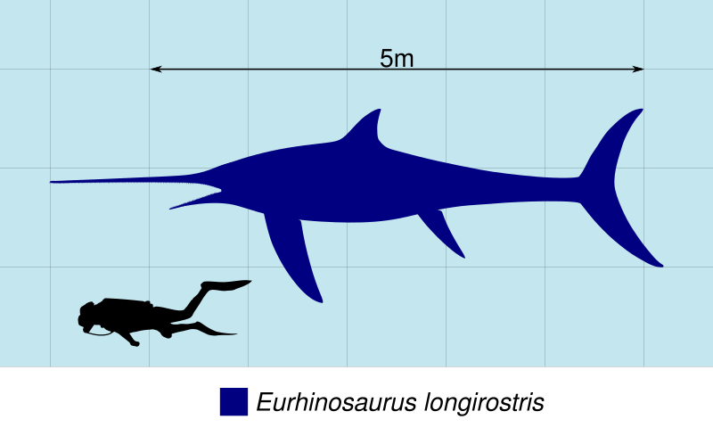 File:Eurhinosaurus Size 2.svg