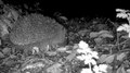 Restren:European hedgehog 23 Oct 2020 60 fps.webm