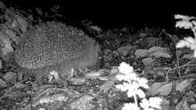 Файл:European hedgehog 23 Oct 2020 60 fps.webm