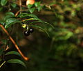 Evergreen Huckleberry (5177987430).jpg