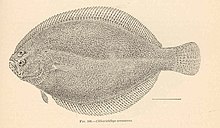 FMIB 38100 Citharichthys arenaceus.jpeg