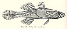 FMIB 45730 Philypnodon grandiceps.jpeg