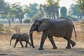 * Nomination Female bush elephant with calf walking (Loxodonta africana), South Luangwa Nat'l Park, Zambia --Tagooty 00:08, 4 September 2023 (UTC) * Promotion  Support Good quality. --Rjcastillo 01:13, 4 September 2023 (UTC)