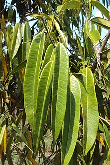 Ficus Longifolia 06.JPG