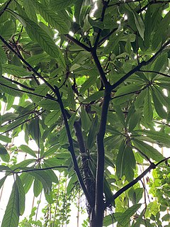 <i>Ficus saussureana</i> Species of flowering plant