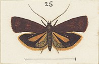 Female illustrated by George Hudson. Fig 25 MA I437894 TePapa Plate-XXXIII-The-butterflies full (cropped).jpg