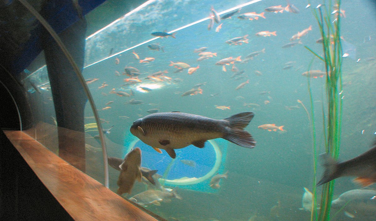 Lakes Aquarium