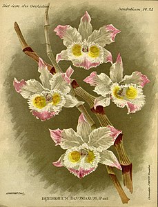 plate 23 Dendrobium devonianum