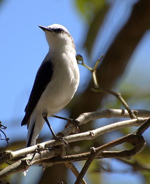 File:Flickr - Dario Sanches - LAVADEIRA-MASCARADA ( Fluvicola nengeta) (3).jpg