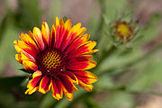 File:Flower, Common Perenial Gaillardia "Arizona Sun" - Flickr - nekonomania.jpg