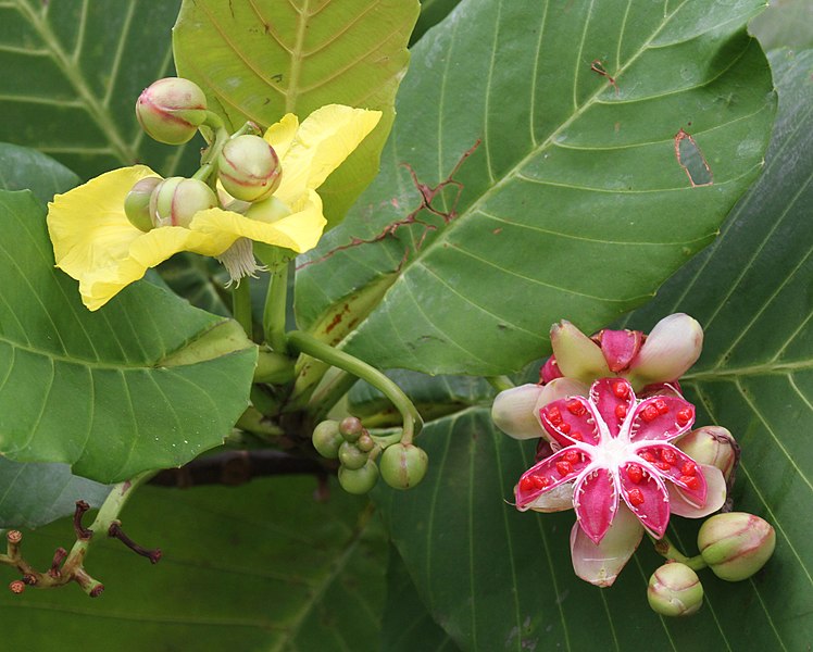 File:Flower and Fruit (32141158795).jpg