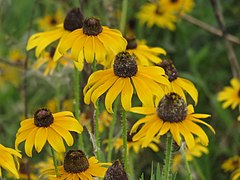 Black-eyed Susan