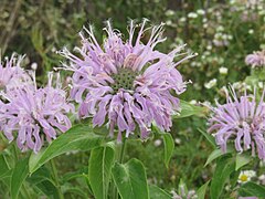 Wild bergamot