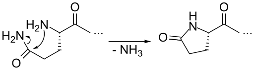 File:Formation of 5-oxoproline from N-terminal Gln.svg