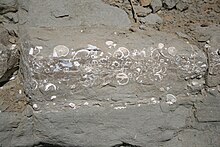 Fossil-rich layers in a sedimentary rock, Ano Nuevo State Reserve, California Fossils in a beach wall.JPG