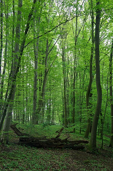 File:Frühling im Wald "Langeloh".jpg