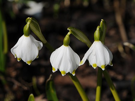 Frühlings Knotenblume, Leucojum vernum 38