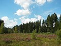 de: Hochmoor, Ort: Franzosenwiesen imBurgwald, Hessen, Deutschland en: Bog, Location: Franzosenwiesen in the Burgwald, Hesse, Germany