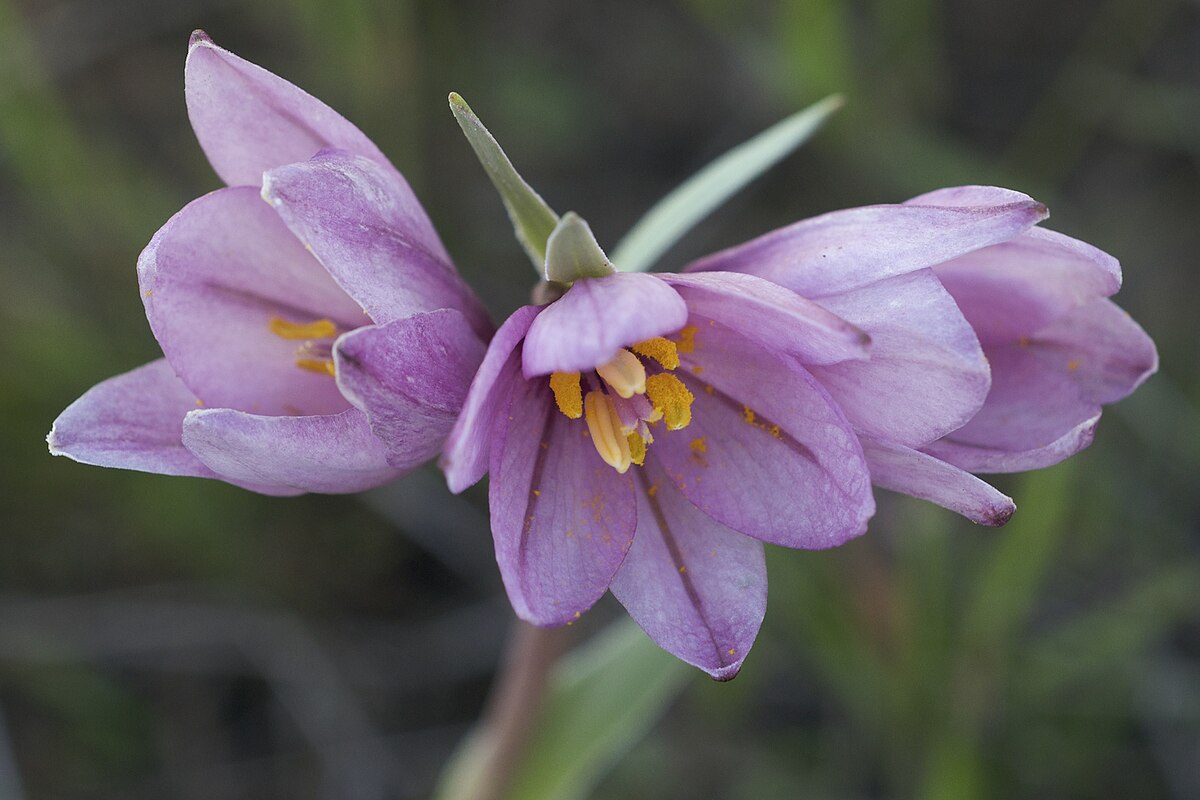 TÌNH YÊU CÂY CỎ ĐV 9 - Page 75 1200px-Fritillaria_pluriflora