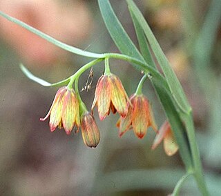 <i>Fritillaria eastwoodiae</i> species of plant