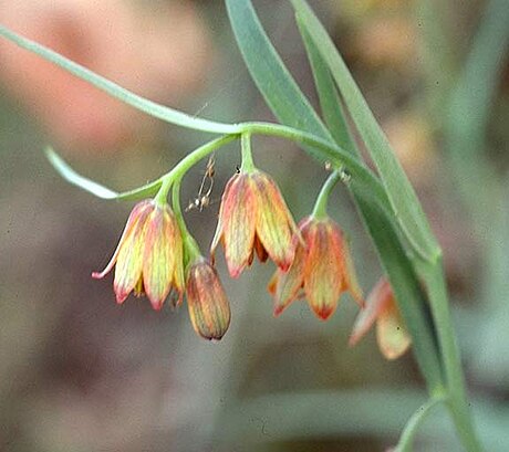 Fritillaria eastwoodiae