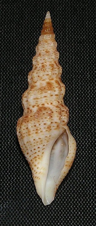 <i>Funa asra</i> Species of gastropod