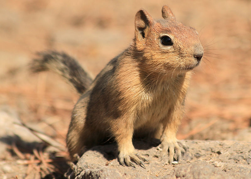 File:GM Ground Squirrel 3 wray (8271892425).jpg