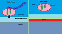 This diagram depicts the role GRIP1 plays in localizing extra-cellular matrix proteins Fras1 and Frem2 at the dermo-epidermal junction. GRIP1.png