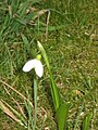 Galanthus woronowii close-up