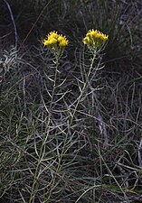 Galatella linosyris (Aster linosyris, Saint-Croix-de-Quintillargues)