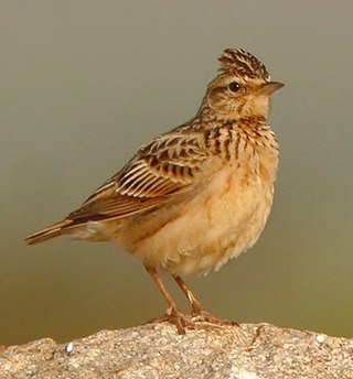 <span class="mw-page-title-main">Sykes's lark</span> Species of bird