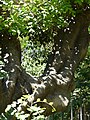 Català: Garrofer. Turó Park. Sarrià-Sant Gervasi (Barcelona). ca:Ceratonia siliqua. This is a a photo of a protected or outstanding tree in Catalonia, Spain, with id: MA-080193/0145-05-03 Object location 41° 23′ 39.08″ N, 2° 08′ 25.1″ E  View all coordinates using: OpenStreetMap