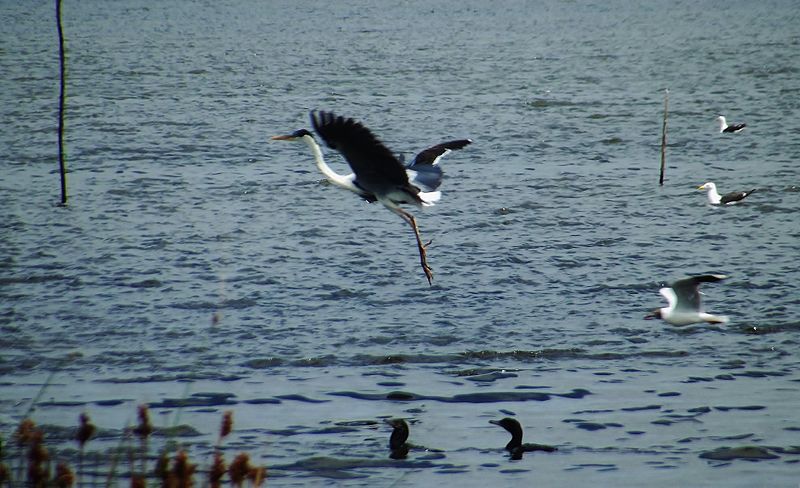 File:Garsa en laguna de rocha.jpg