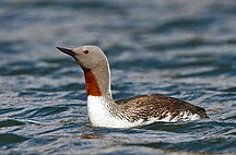 Északi búvár (Gavia stellata)