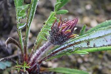 The involucre and scape of Gazania serrata are setose (hairy). Gazania serrata - Paarl WC RSA 1.jpg