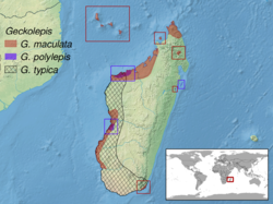 Geckolepis sp. distribution.png