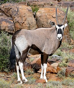 Nyársas antilop (Oryx gazella)