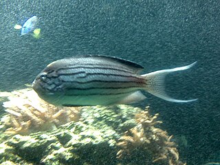 <i>Genicanthus lamarck</i> Species of fish